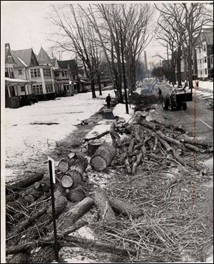 In 1962, diseased elms on Fulton Street were removed, part of a city-wide project to remove infected trees from Toledo streets.