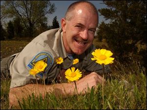 Walt Jinks of the Ohio Department of Natural Resources shows off the Lakeside daisies at the nature preserve named for the flower. The state in 1988 bought what is now the 19-acre Lakeside Daisy Nature Preserve, the only natural site where they grow in this country. Tours will be conducted from 10 a.m. to noon Saturday and May 15, 22, and 29.
