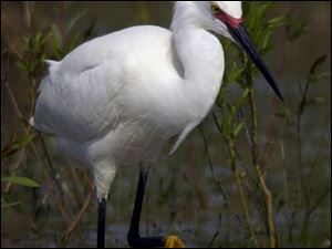 ROV Migration B  May 10, 2004-- A snowy egret showing off beautiful breeding plumage looks for a meal at Magee Marsh Monday morning . The spring migration is in full swing along the Northcoast. Blade photo by Andy Morrison