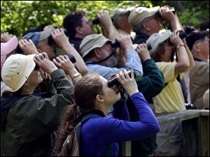 ROV Migration A  May 10, 2004-- Birders stand shoulder-to-shoulder as they train their binoculars toward the trees while looking for songbirds on the boardwalk at Magee Marsh Monday morning. With the migration in full swing, Magee is once again a hotspot for birds and birders. Blade photo by Andy Morrison