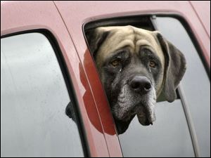ROV March 30, 2004 Angela, a seven-year-old Mastiff, waits patiently for her owner, Bill Haubert, to return to the car after his stop for coffe on Alexis Road Tuesday morning.  Blade photo by Dave Zapotosky