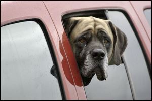 ROV March 30, 2004 Angela, a seven-year-old Mastiff, waits patiently for her owner, Bill Haubert, to return to the car after his stop for coffe on Alexis Road Tuesday morning.  Blade photo by Dave Zapotosky