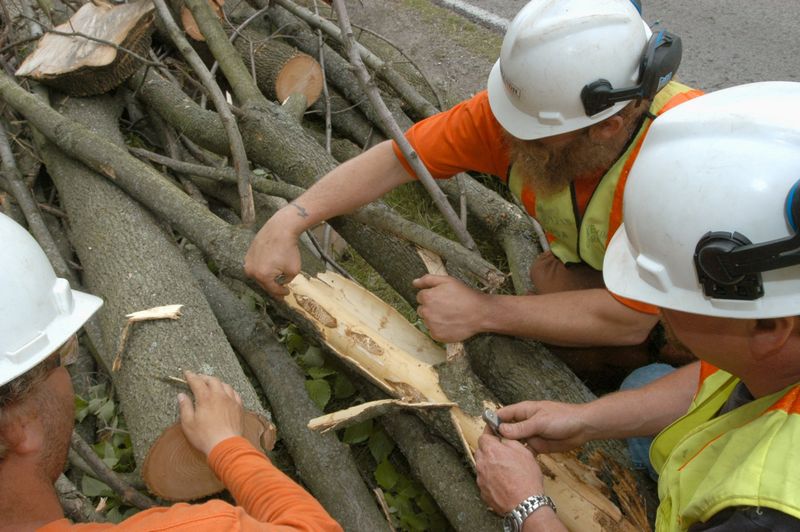 Oak Openings loses 300 trees to pest The Blade