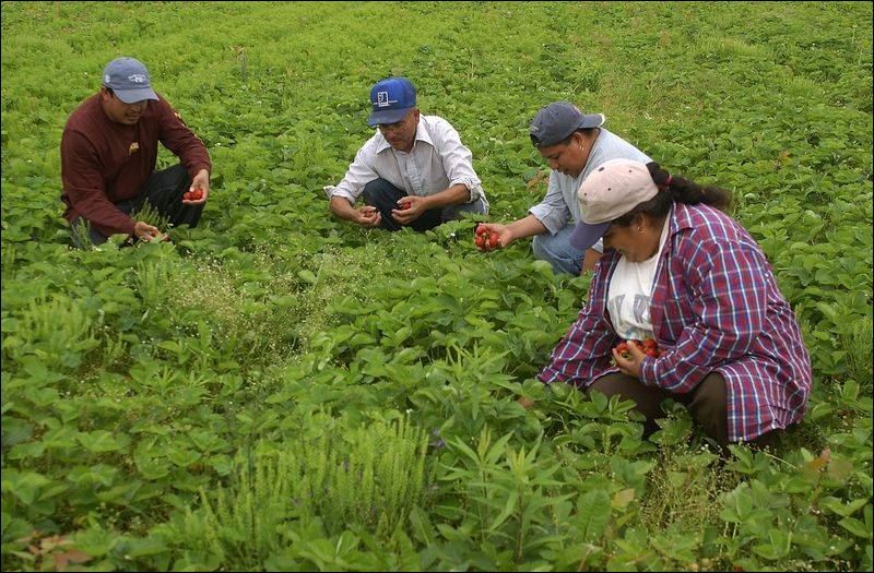 Ripe for the picking Strawberries arrive early on local farms Toledo