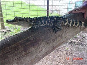 This alligator turned up at a farm south of Bowling Green.
