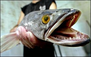A number of specimens of the Northern Snakehead, from China, have been caught in U.S. inland waters. The fish has the potential to be one of Lake Erie's worst invasive predators ever.