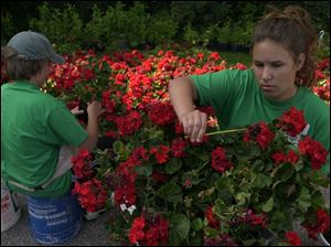 NBR CORPS01 2 6/29/04 PHOTO BY LORI KING Harry Zeitler, 12, and Hailey Keyees, 13, members of the Sylvania Youth Conservation Corps, dead head geraniums during an outing at Harroun CoPark.