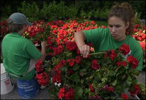 NBR CORPS01 2 6/29/04 PHOTO BY LORI KING Harry Zeitler, 12, and Hailey Keyees, 13, members of the Sylvania Youth Conservation Corps, dead head geraniums during an outing at Harroun CoPark.