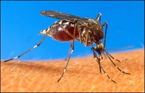 West Nile virus is transmitted by the aedes aegypti mosquito. 