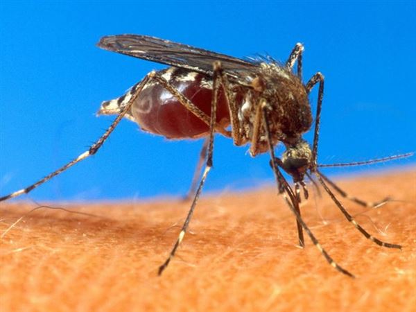 West Nile virus found in three Lucas County locations
