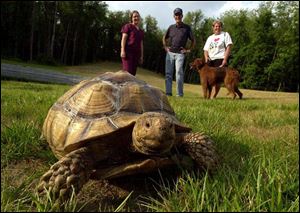 Henry, a tortoise owned by Connie Luderman, far left, enjoyed 43 hours of life on the loose before detention in the barn of Jan Schroeder, far right. A friend, Ron Shultz, looks on.