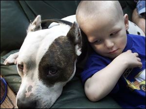 Paul Tellings, Jr., leans on one of the family's pit bulls, Miss Priss, which has since been placed in another home. The boy's father contends the dogs are pets and are not vicious. Tellings: 'We want to follow through with this so the law [on pit bulls] is changed.'