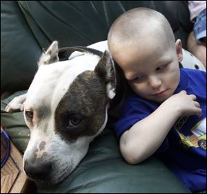 Paul Tellings, Jr., leans on one of the family's pit bulls, Miss Priss, which has since been placed in another home. The boy's father contends the dogs are pets and are not vicious. Tellings: 'We want to follow through with this so the law [on pit bulls] is changed.'
