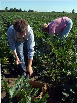 Emily Hoen, 18, and her mother, Toni Hoen, harvesting zucchini on their Fulton County farm, agree with the idea of a holiday aimed at spreading surplus squash.