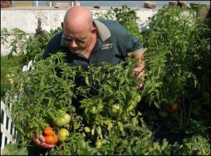 
Terry Kolton checks tomato plants in LaSalle, Mich.
