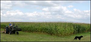 17-year-old Kendall Trabbic checks out corn crop as his dog Ebony romps in the field on the family's Wood County farm.