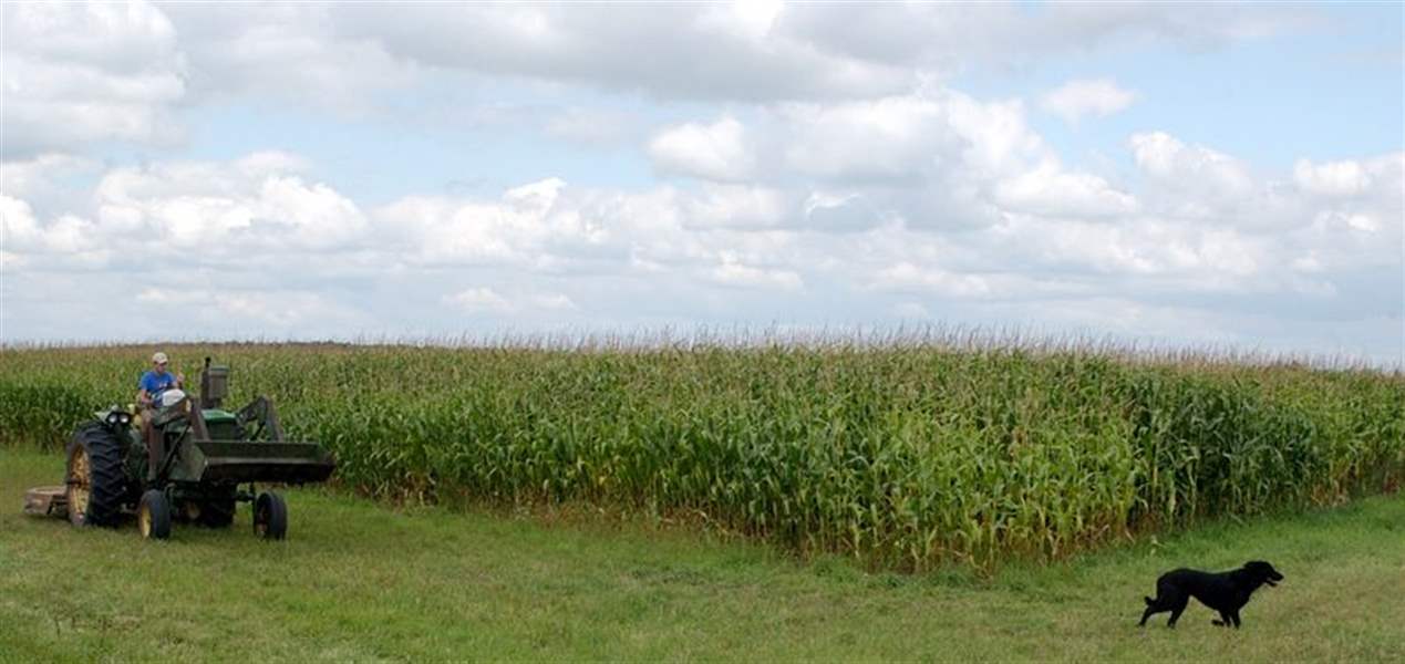 Area-corn-soybean-yields-hurt-by-weather