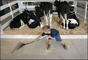 Garrett Schneider, 4, rakes up some of the sawdust in the cattle barn at the county fair.