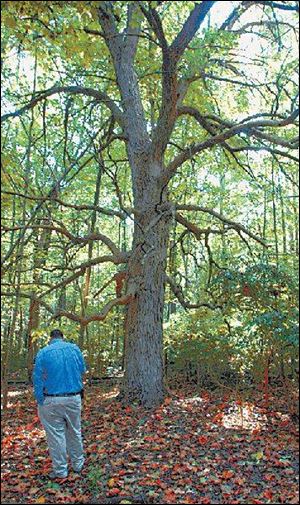 Robert Gentry, superintendent of parks and forests for Adrian, believes that an attack by the ash borer on the champion tree is just a matter of time.