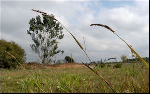 Grass like this that has gone to seed will be collected by volunteers along beach areas.