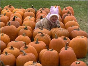 NBR stotz16p 04 Alexandra Kuhn, three of Dundee, crawls through columns of pumpkins Sunday afternoon. Kuhn, along with family and friends, was at Stotz's Stand to pick out Halloween pumpkins. Blade photo by Luke Wark