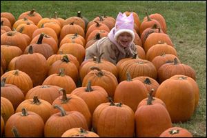 NBR stotz16p 04 Alexandra Kuhn, three of Dundee, crawls through columns of pumpkins Sunday afternoon. Kuhn, along with family and friends, was at Stotz's Stand to pick out Halloween pumpkins. Blade photo by Luke Wark
