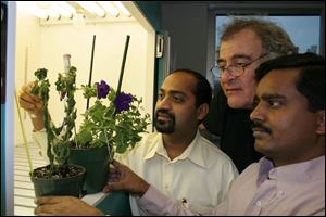 University of Toledo researchers, from left, R.V. Sairam, Stephen Goldman, and Parani Madas-amy look at a control plant that has died and a cold-resistant petunia plant that has thrived.