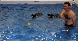 Mark Ford of Delta tosses a ball to his dogs in the pool at Canine WaterWork Fitness Center.