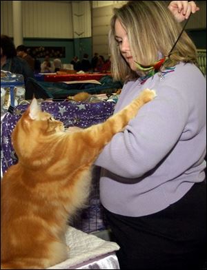 Nan Moses of Akron entices her show cat with a toy. Hopscotch was one of 360 talented felines competing for prizes at the Mid Michigan Cat Fanciers Show held this weekend.