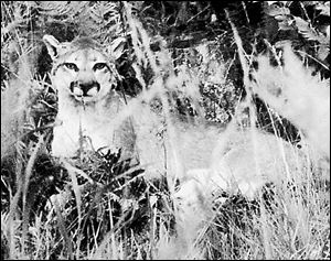 A cougar similar to this was reported to have been videotaped in southern Monroe County, just north of Sylvania, last April.