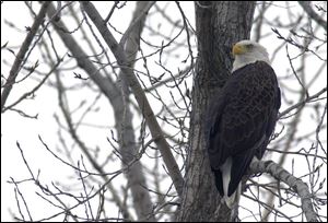 America's once-endangered bald eagle is thriving in northwest Ohio.