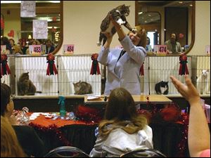 NBR  cats12p  Genesis Dreamplex  Heatherdowns Blvd.  Glass CiTICAts (cq) cat show.  l-r  JudgePamela Barrett shows off a winner on Sunday.  The Blade/Diane Hires  2/13/05