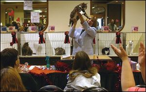 NBR  cats12p  Genesis Dreamplex  Heatherdowns Blvd.  Glass CiTICAts (cq) cat show.  l-r  JudgePamela Barrett shows off a winner on Sunday.  The Blade/Diane Hires  2/13/05