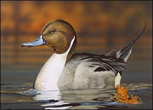 Gregory Clair's rendition of a northern pintail won the Ohio Division of Wildlife's wetland habitat stamp design contest.