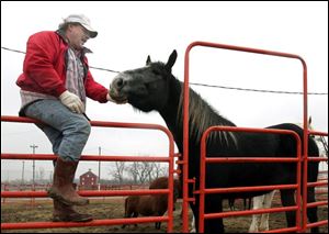 ROV horseplay 01 - Craig Edwards, pets his two year old Percheron horse named Kerbie, which weighs 2100 lbs at their horse barn inside the Allen County fairgrounds. Edwards and his wife Ann, buy and sell horses for a business. The Blade/Allan Detrich
