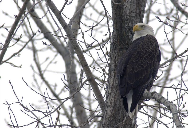 Nesting eagles may produce bumper crop along Lake Erie - Toledo Blade