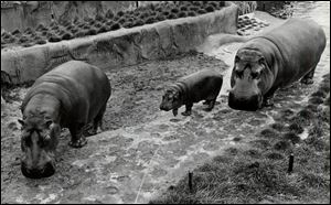 Cupid, left, was found dead in 2003 in his enclosure, his blood splashed on the walls. Dr. Reichard said he thought a keeper had inadvertently shut a powered gate, not knowing that Cupid had fallen, and the gate had crushed the animal's head.