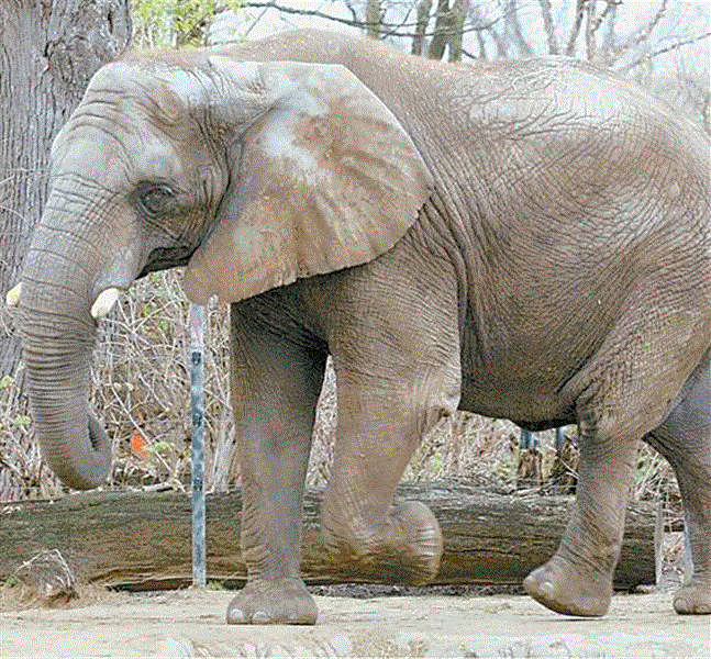 Zoo-elephant-receives-improper-injection