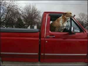 ROV findlay rider09p .jpg   A dog enjoys the view  as he rides along in a pck-up truck on S. Main street in Findlay,OH 03/09/2005       The Blade/Lisa Dutton