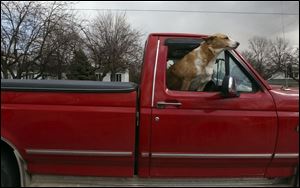 ROV findlay rider09p .jpg   A dog enjoys the view  as he rides along in a pck-up truck on S. Main street in Findlay,OH 03/09/2005       The Blade/Lisa Dutton