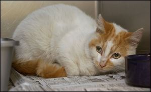 This unneutered male cat was brought to the Toledo Animal Shelter, which adopts out about 600 cats a year.