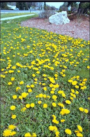 Dandelions can turn a lawn
into a sea of yellow.