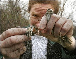 Linda Bode removes swamp sparrows from a net at the Black Swamp Bird Observatory banding project site near the Davis-Besse Nuclear Power Station.