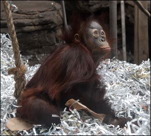 Cty orangutan27p Bajik the new baby orangutan is now on  display  at the Toledo Zoo.  Tuesday 04/26/05 The Blade/Don Simmons