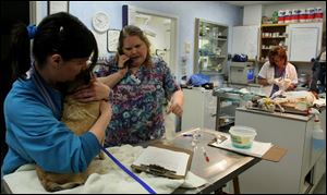 Linda LaCourse holds Sophie to help calm her for a shot as Christine Ballez takes an emergency call and Dr. Barb Buford stitches up a dog.