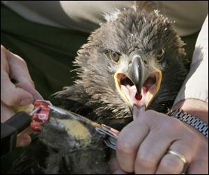 Mark Shieldcastle, a state biologist, puts an identification band on an eaglet whose nest is at Camp Perry.
