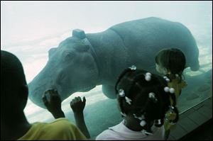 Emma, a hippopotamus at the Toledo Zoo, wears a telemetry device that zoo officials are testing to track the hippos. 