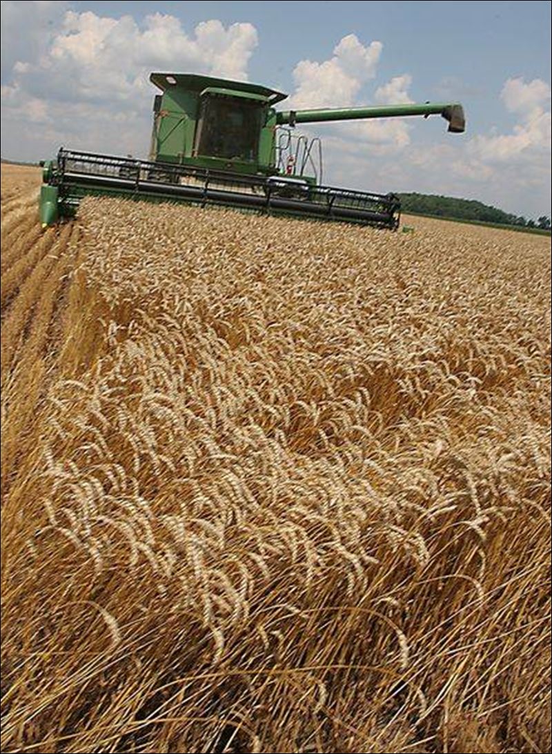 BRINGING IN THE SHEAVES Toledo Blade