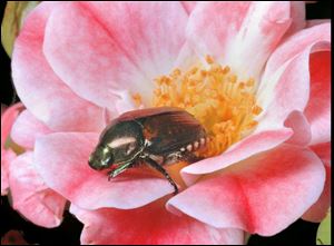 A Japanese beetle crawls on a small rose.