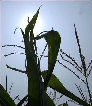 Ohio corn production in counties near the Michigan border is expected to fare better than the rest of the state.